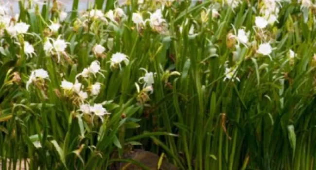 Restoring Spider Lily Habitat