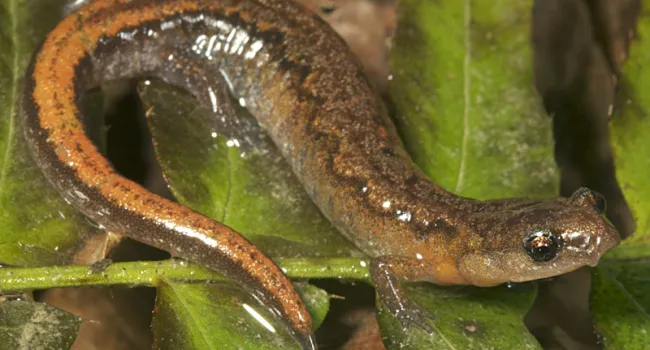 Investigating Resource Availability and Population Investigating Resource Availability and Population Dynamics: The Case of Webster’s Salamanders