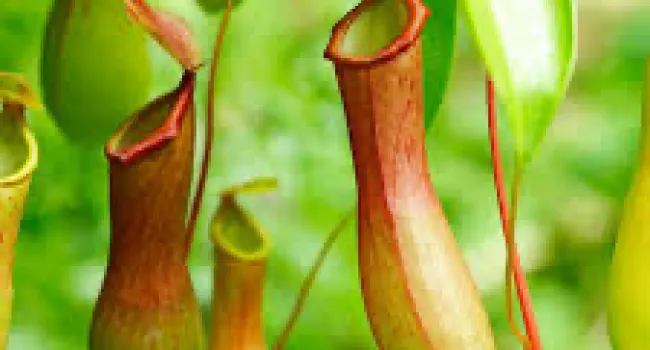 Mimicking Nature: Designing Solutions Inspired by Carnivorous Plants