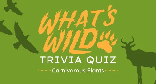 Carnivorous Plants Trivia Quiz | What's Wild