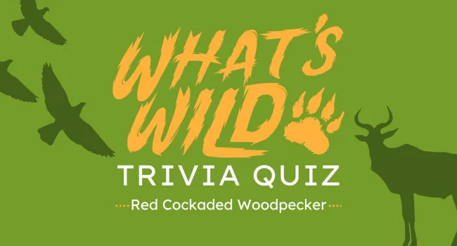 Red Cockaded Woodpecker Trivia Quiz | What's Wild