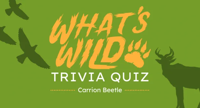 Carrion Beetle Trivia Quiz | What's Wild