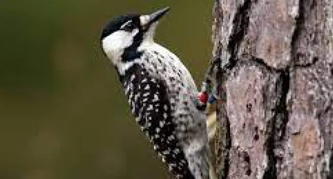 Adapting with Change: Red Cockaded Woodpeckers and Their Habitat