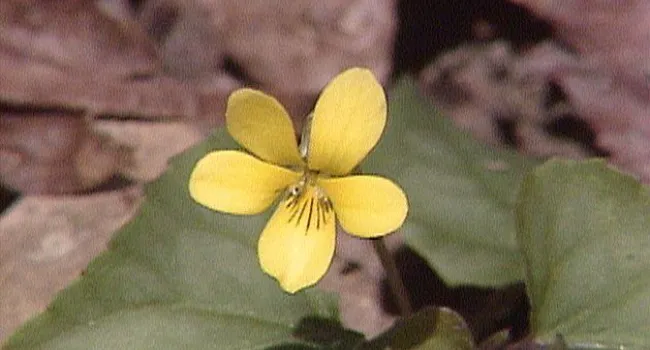 Downy Yellow Violet | Appalachian Cove (S.C.) | NatureScene