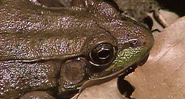 Green Frog | Appalachian Cove (S.C.) | NatureScene