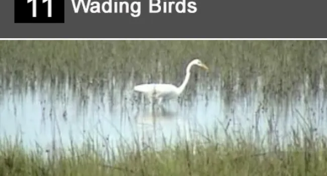 
            <div>11. Wading Birds</div>
      