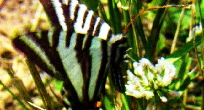 Zebra Swallowtail | Congaree National Park (S.C.)