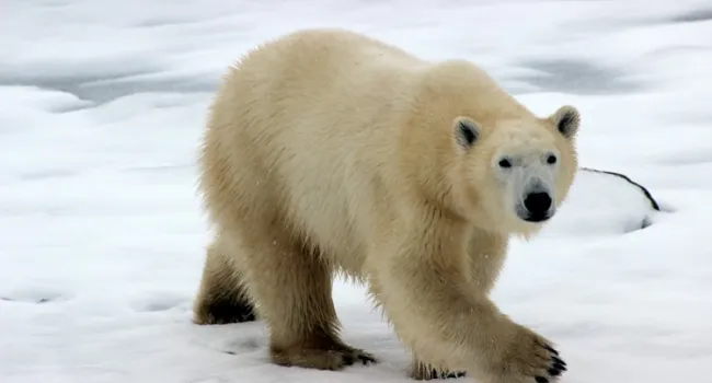 Polar Bear Adaptation