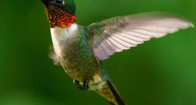 Hummingbirds: Birds that Pollinate