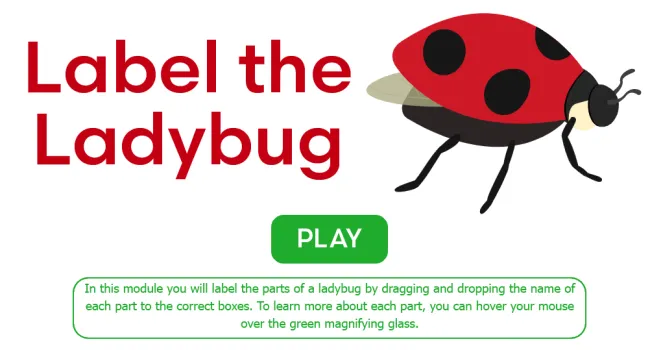 Label the Ladybug