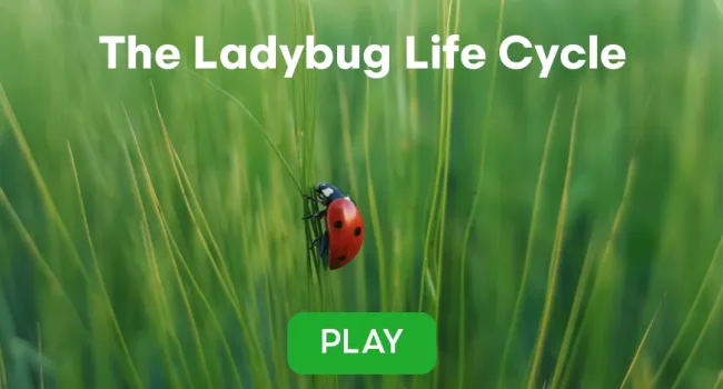 The Ladybug Life Cycle