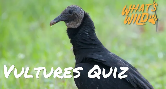 Turkey Vultures Trivia Quiz - Teacher Resource | What's Wild