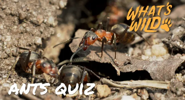Ants Trivia Quiz - Teacher Resource | What's Wild