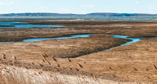 Exploring the Needs of Plants and Animals in a Salt Marsh | Coastal Kingdom