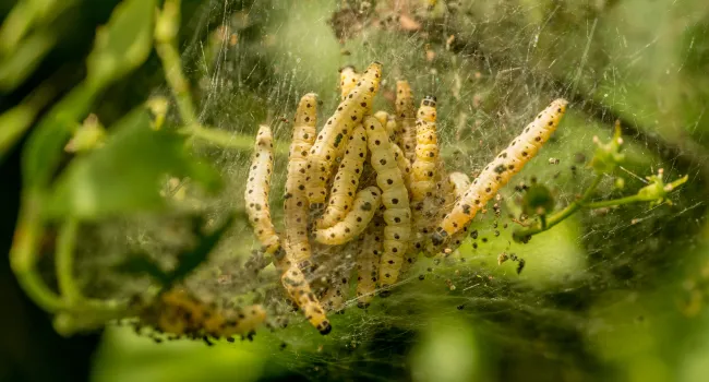 Caterpillar Line Up (Ordering by Length)