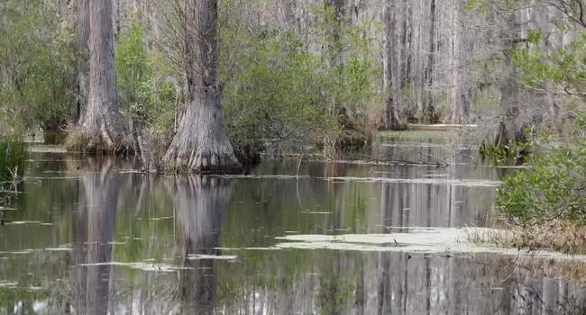 Mary Simms Oliphant | Carolina Snaps The Notebook | Carolina Snaps