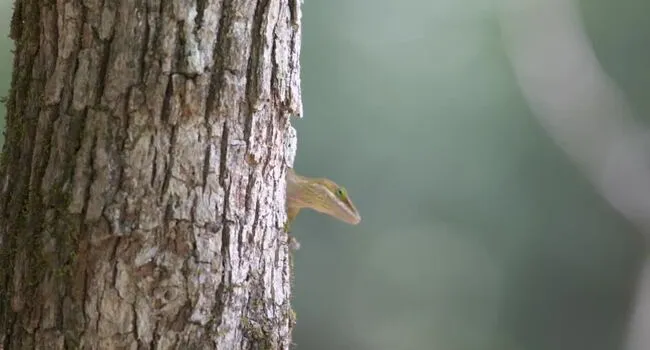 Slithering Back into the Wild | What's Wild Interviews Green Anole | What's Wild