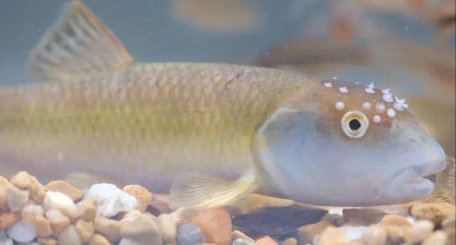 Freshwater Fish | What's Wild