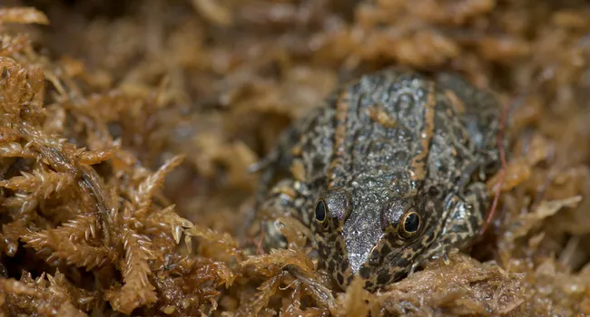 Slithering Back into the Wild | What's Wild Interviews Gopher Frogs | What's Wild