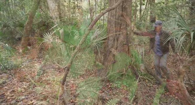 Kingsnake In Field Research | Coastal Kingdom Poison Ivy | Coastal Kingdom