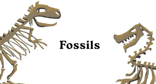 The Elephant | Carnival of the Animals Fossils | Carnival of the Animals