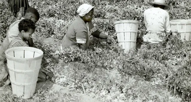 Children Working In the Fields Picking Peas | History of SC Slide Collection