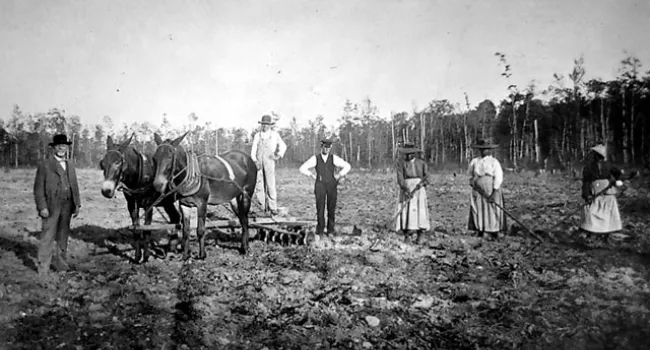 Two Mules Cultivate Georgetown County Fields with Rakes and Hoes | History of SC Slide Collection
