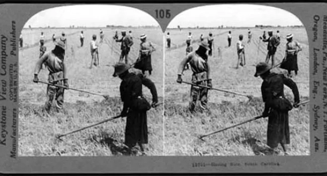 Hoeing Rice "The Old Way" | History of SC Slide Collection