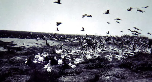Pelicans Nesting In the Cape Romain Wildlife Refuge | History Of SC Slide Collection