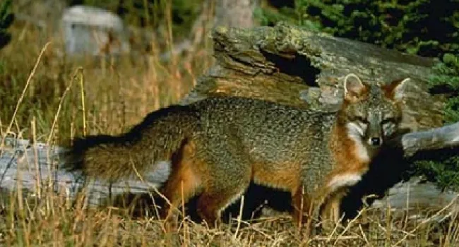 Gray Fox | The Cove Forest