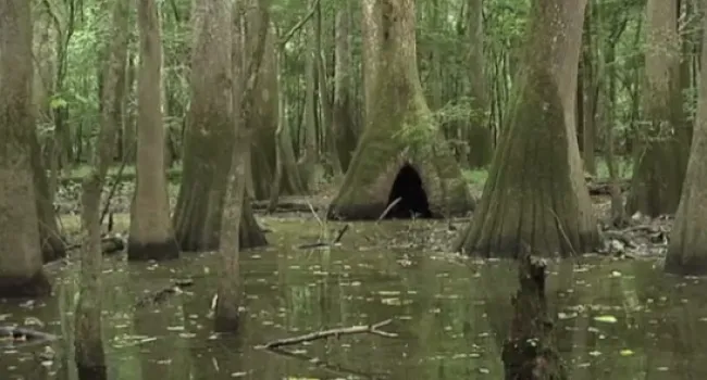 
            <div>Roots in the River: The Story of Congaree National Park</div>
      